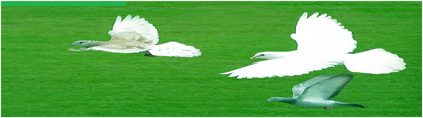 精神科藥物在女性應(yīng)用需重點關(guān)注的幾個問題