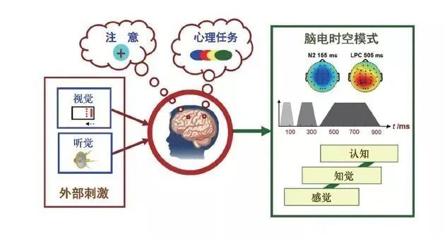 探索大腦的奧秘：認(rèn)知神經(jīng)科學(xué)中的電信號之旅